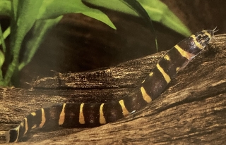 Pangio kuhlii ou loche serpent.